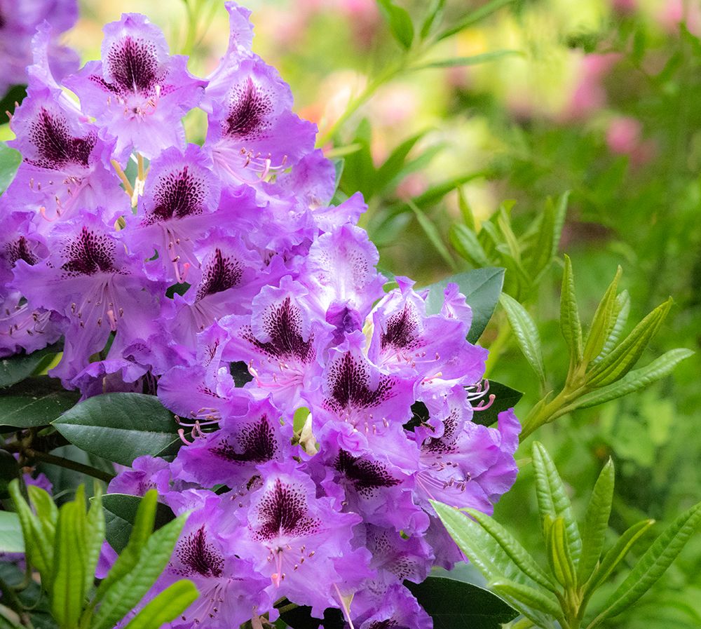 USA-Washington State-Pacific Northwest-Bellevue and the Bellevue Botanical Gardens